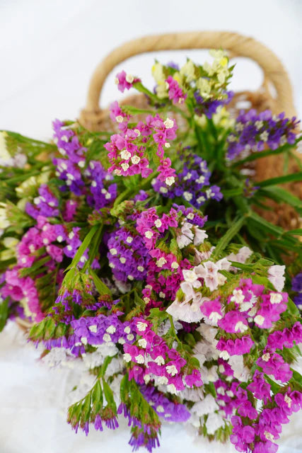 Seeds | Statice Pacific Mix