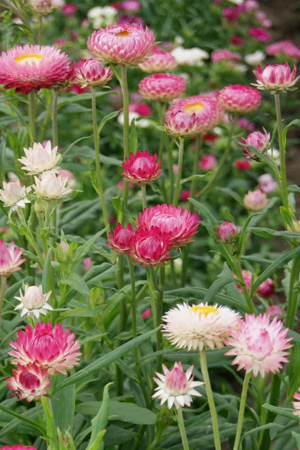 Seeds | Strawflower Silvery Rose