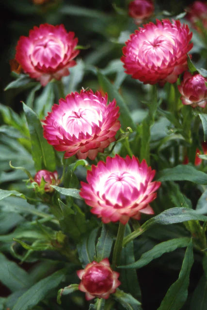 Seeds | Strawflower Bright Rose