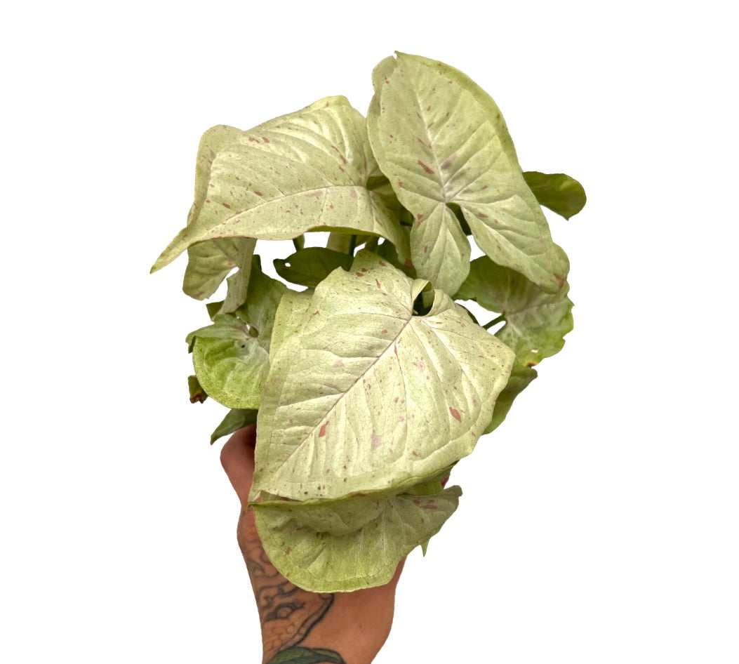 Syngonium | Dazzle Colour