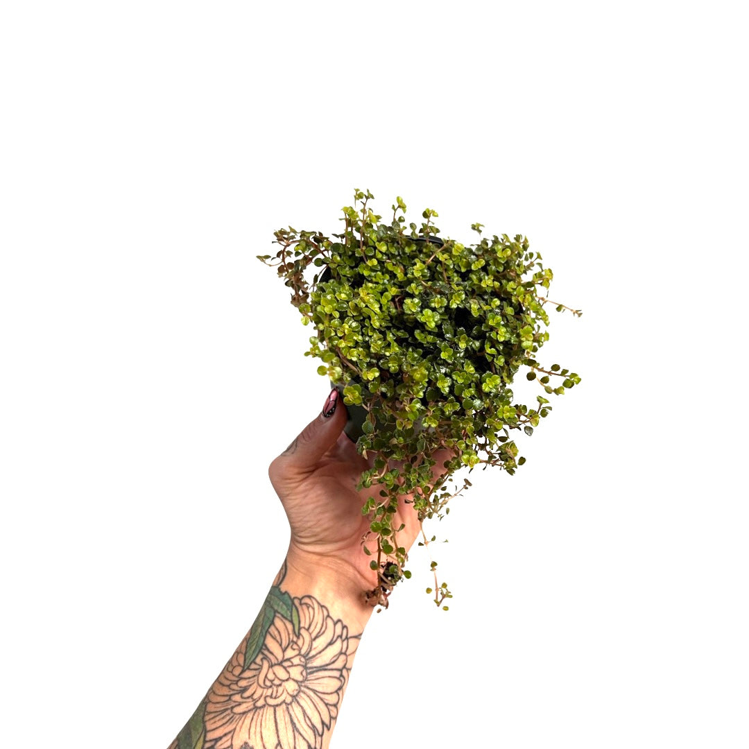 Pilea | Sao Paulo Depressa 4"