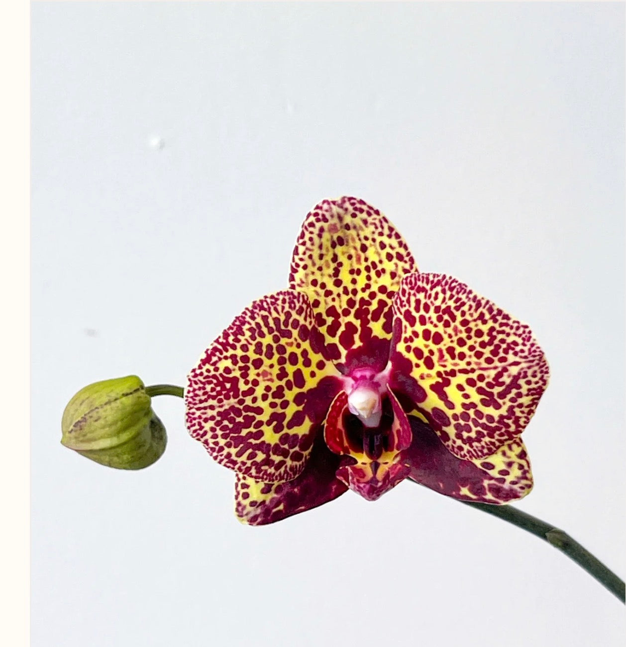 Orchids | 3” Phalenopsis I-Hsin Yellow leopard