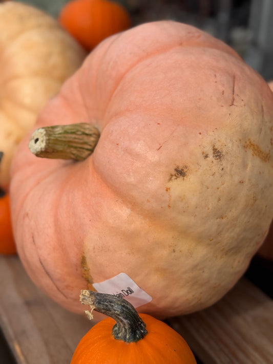 Pumpkin | Porcelain Doll