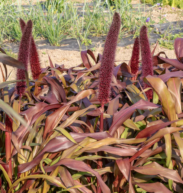 Seeds | Ornamental Grass Copper Prince