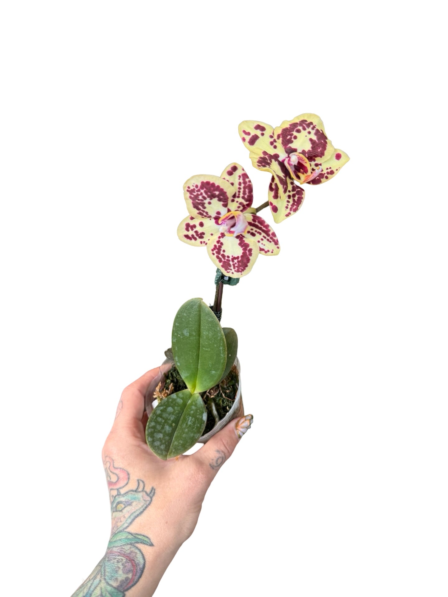 Orchids | 3” Phalenopsis sponge bob