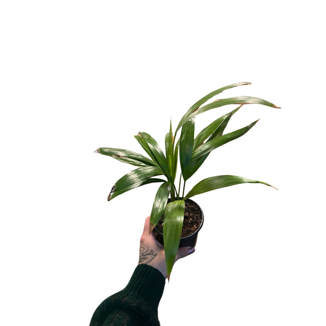 Palm | Areca