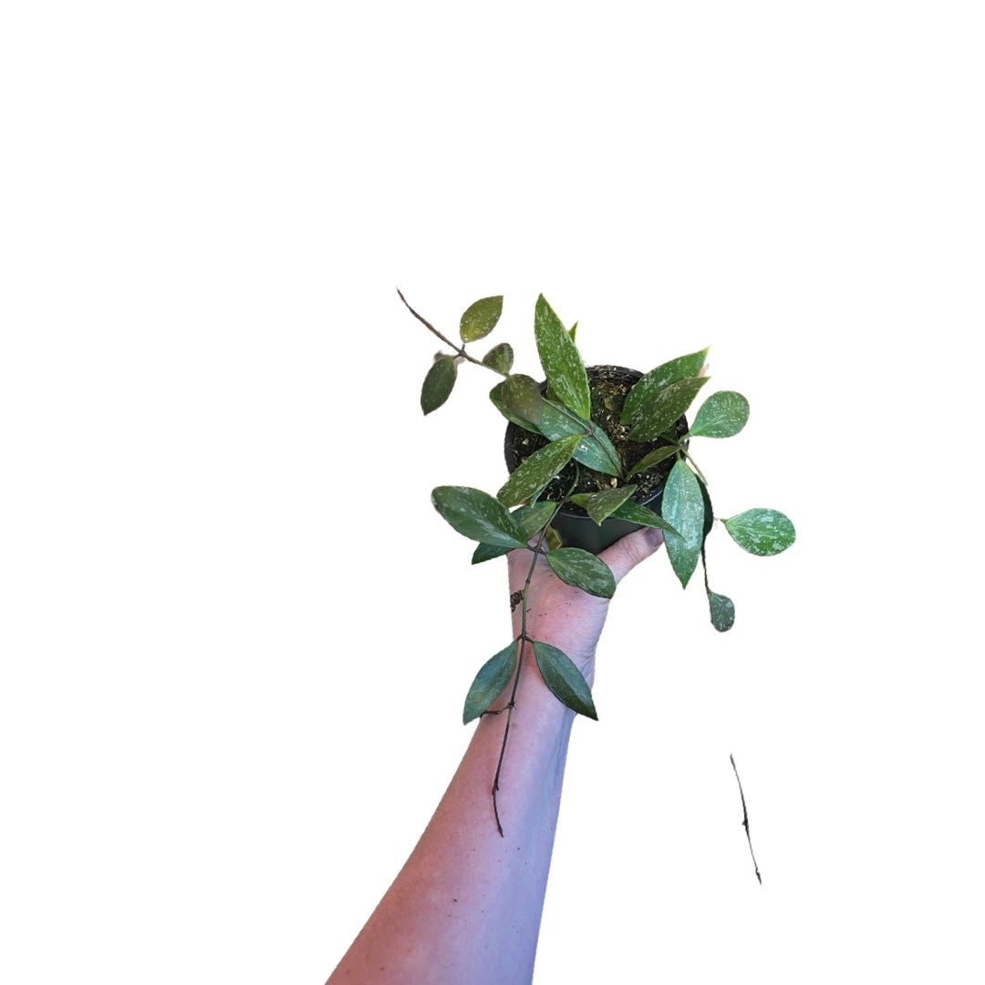 Hoya | Gracillis 4”