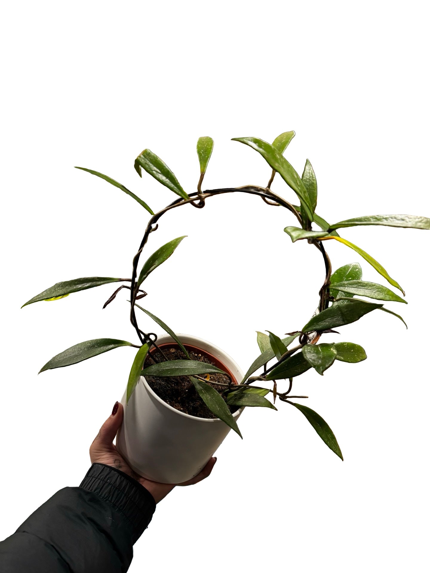 Hoya Mix W/ Ceramic Pot & Hoop
