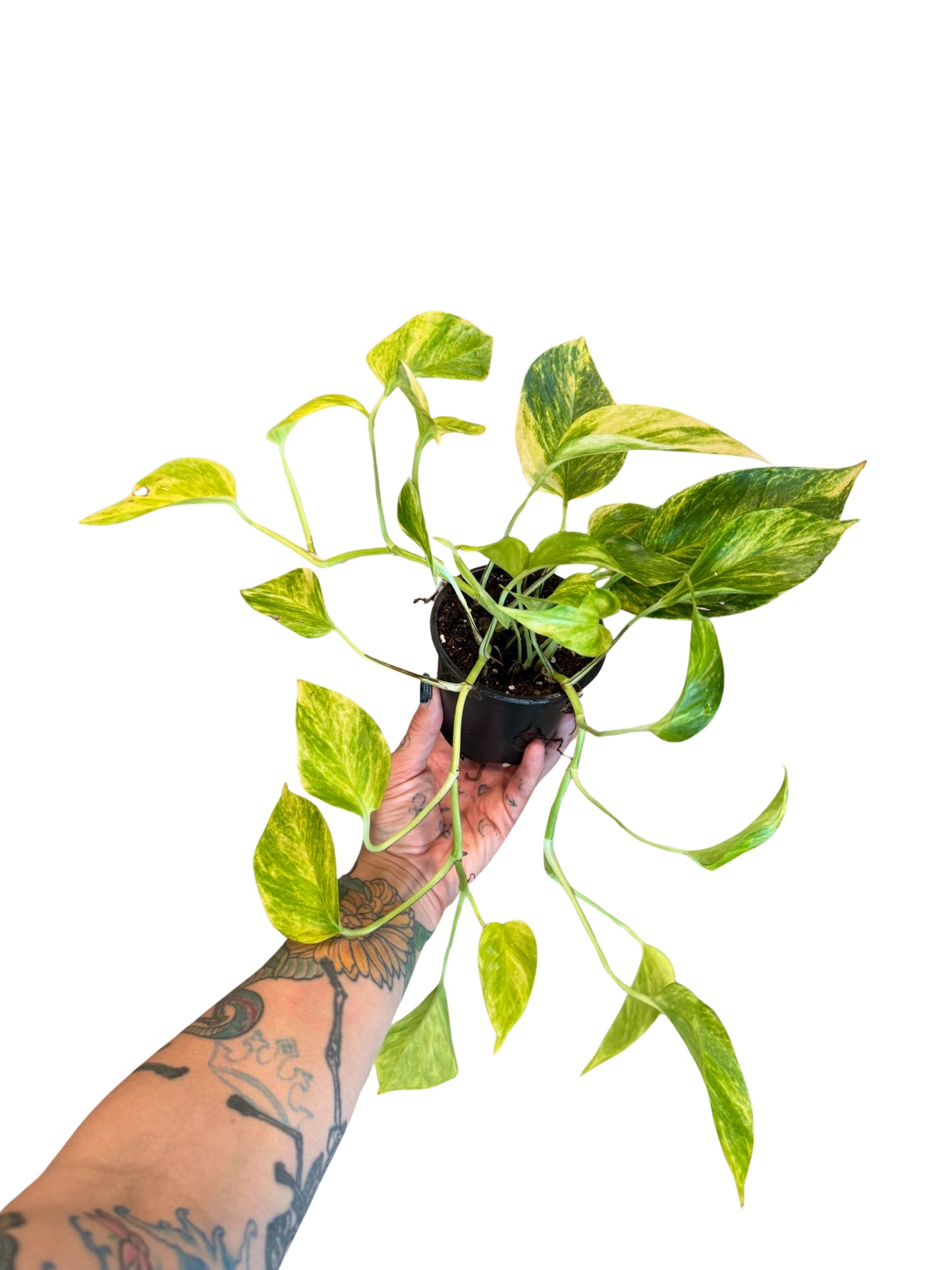 Pothos | Neon Queen Scindapsus