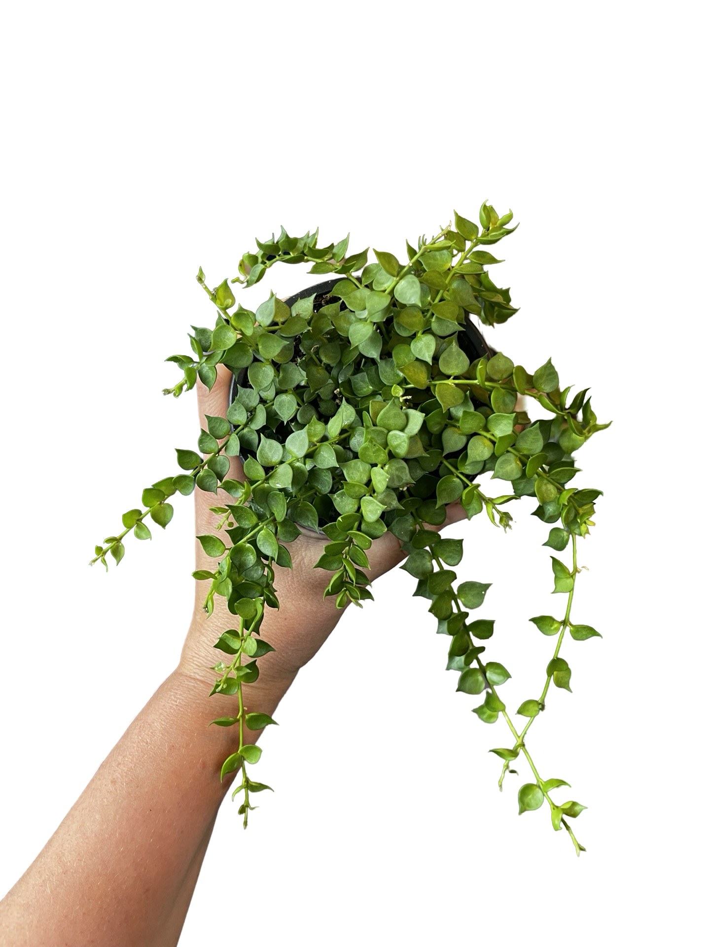 Dischidia | Million Hearts Ruscuifolia