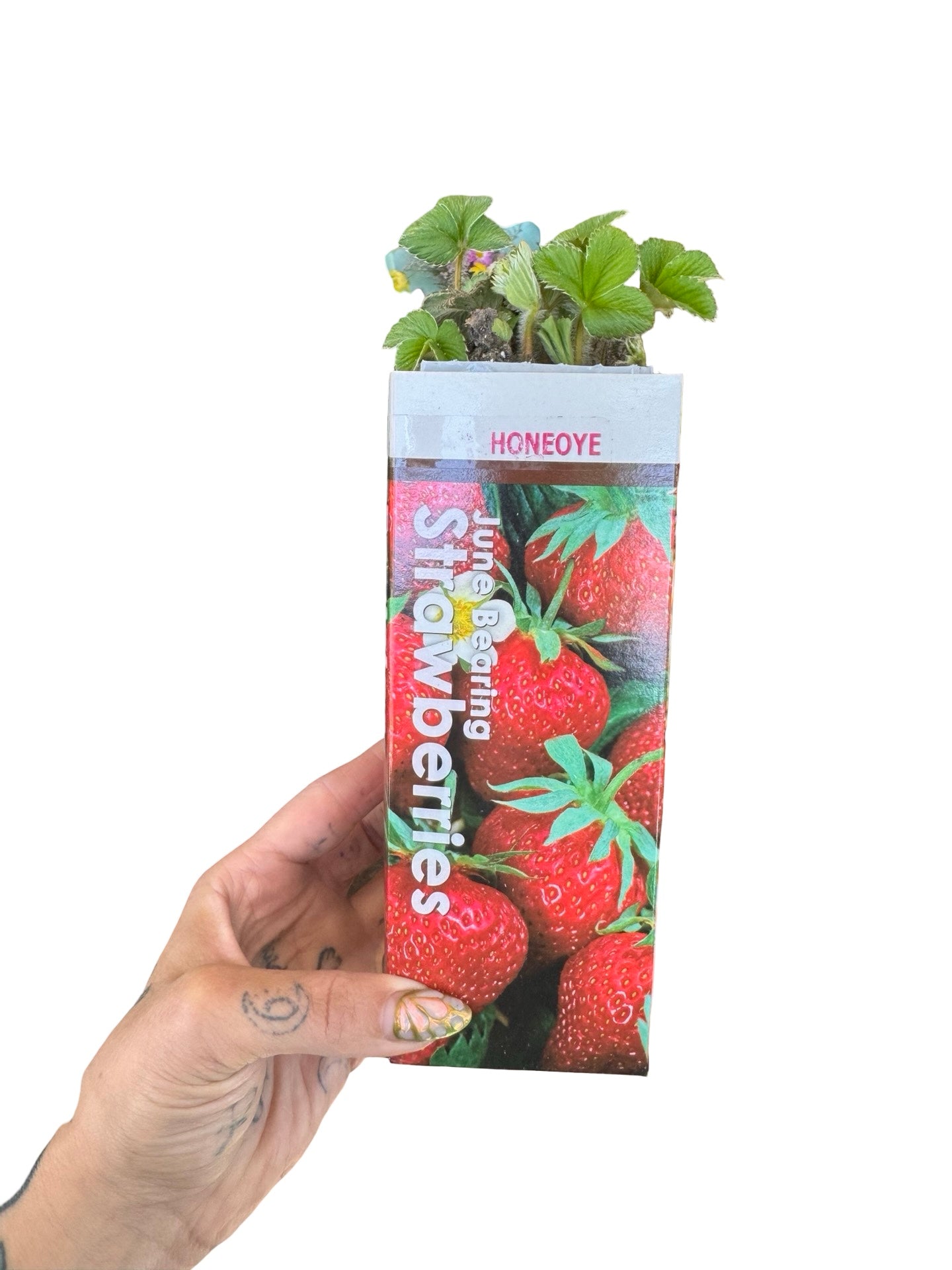 Strawberries | Multi Variety