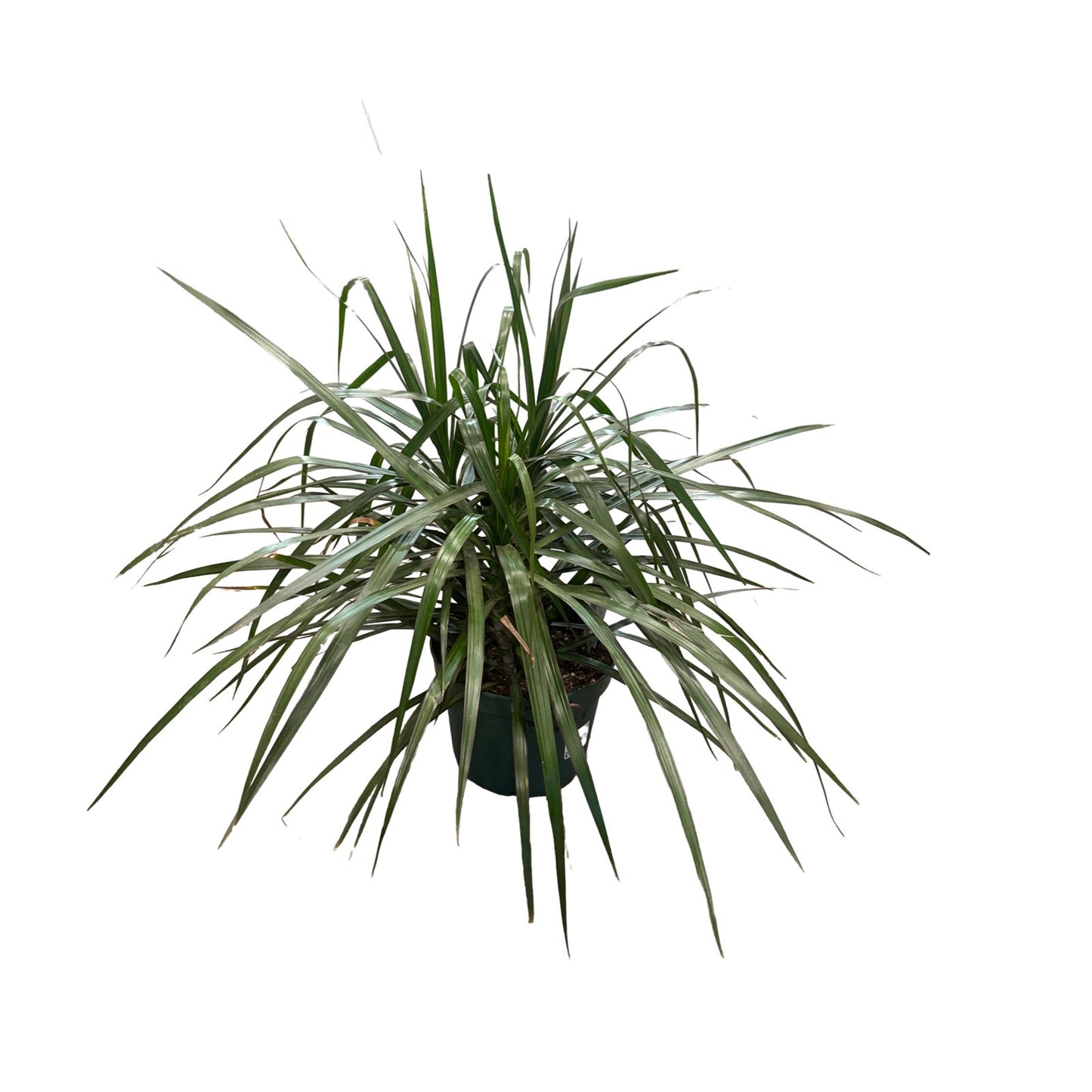 Dracaena Dragon Tree