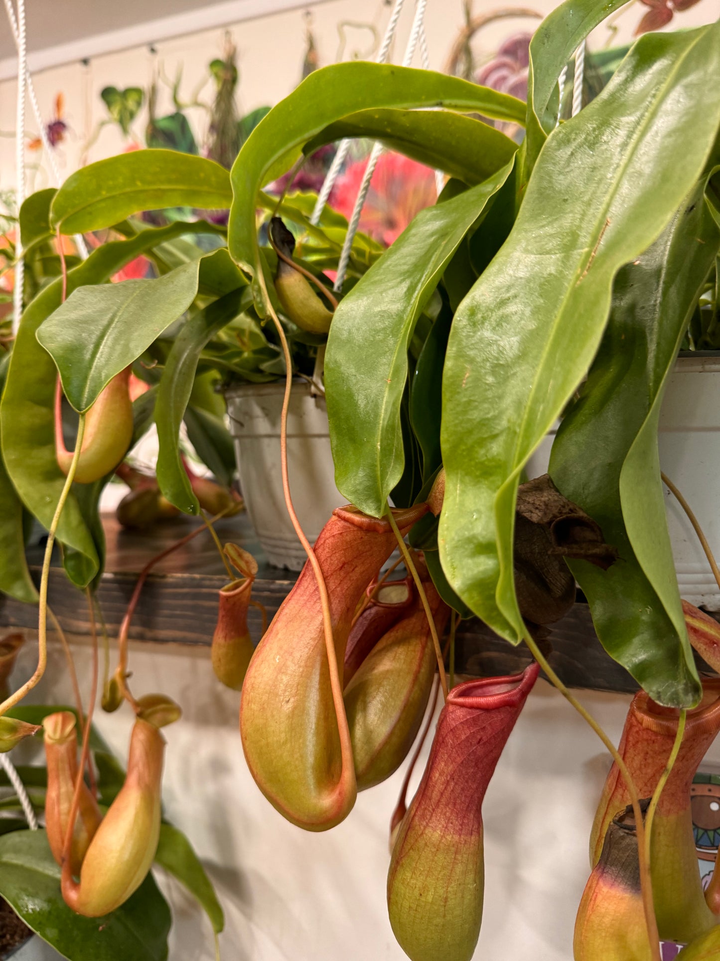 Nepenthes | Pitcher Plant Ventrata 6” hb