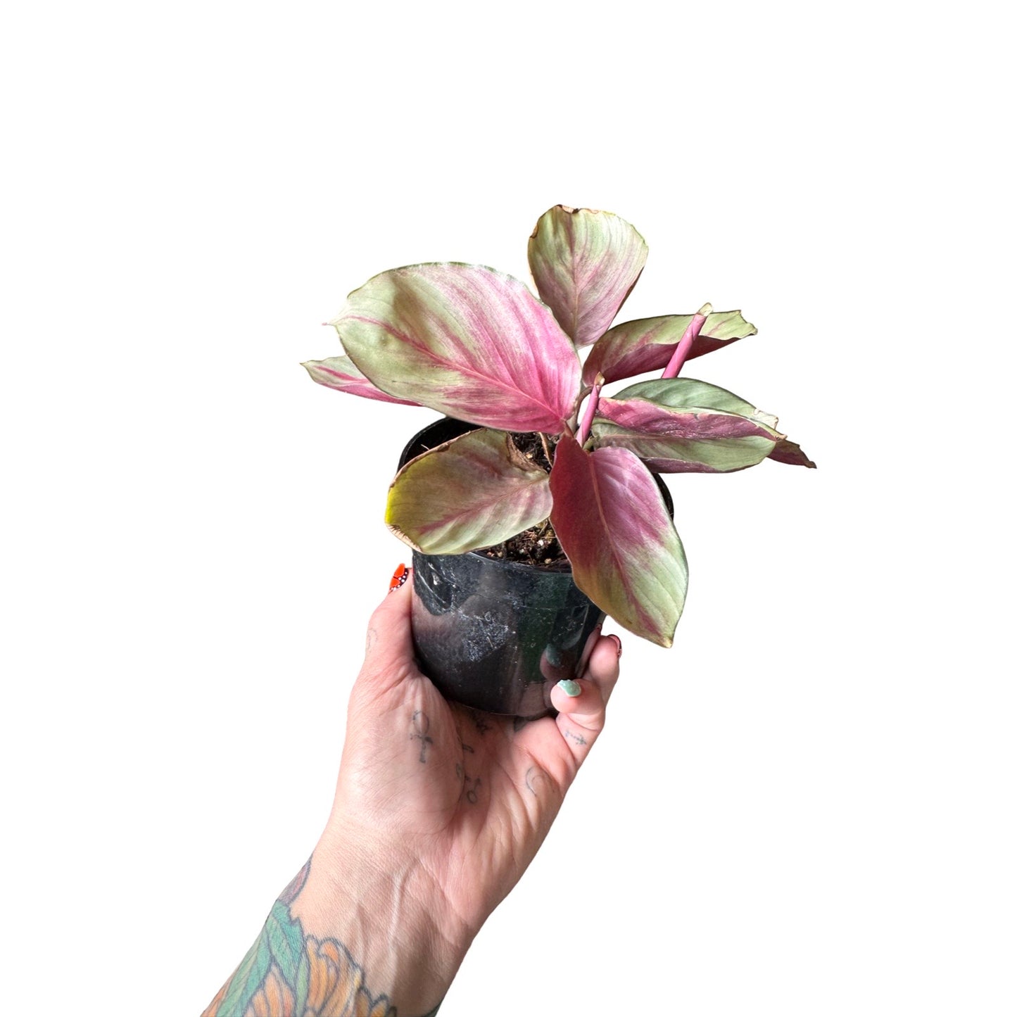 Calathea | Silver 4"