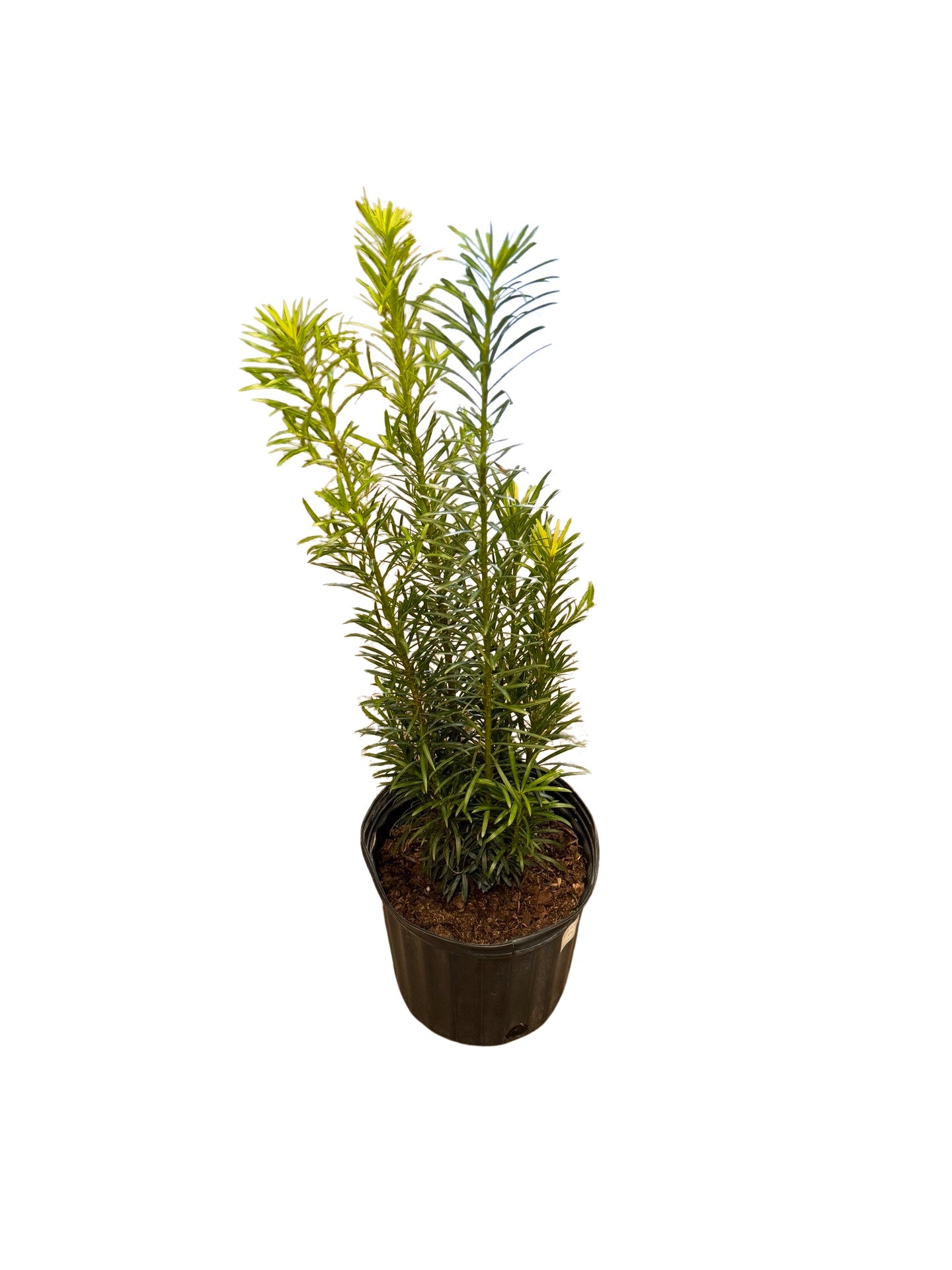 Podocarpus | Buddhist Pine