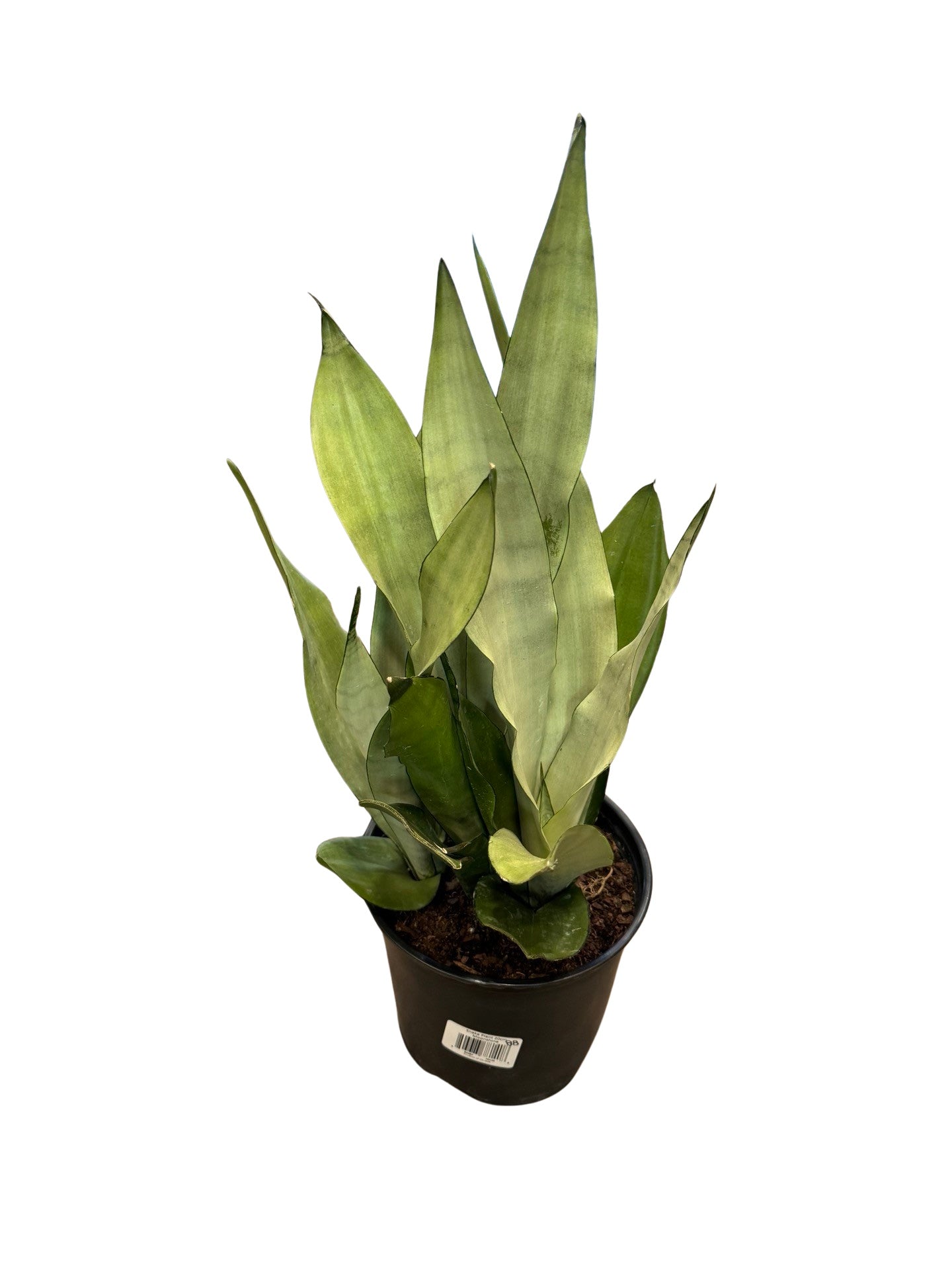 moonshine snake plant canada Snake