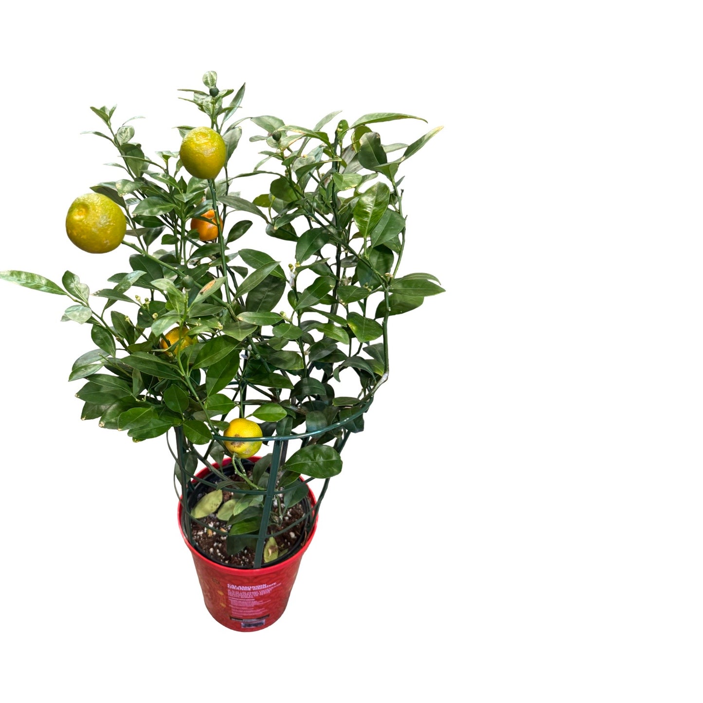 Citrus Tree | Calamondin 6”