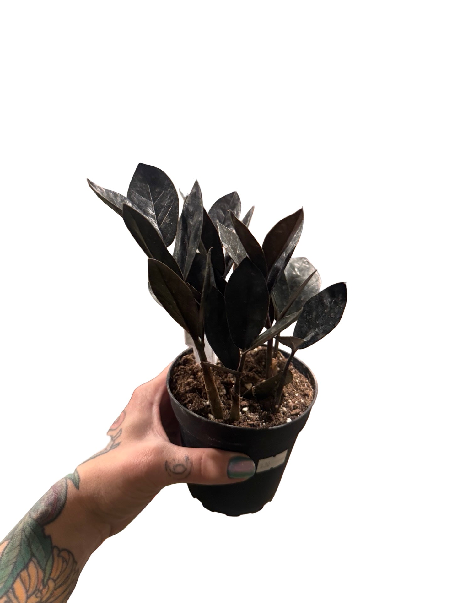 ZZ Plant | Black Raven