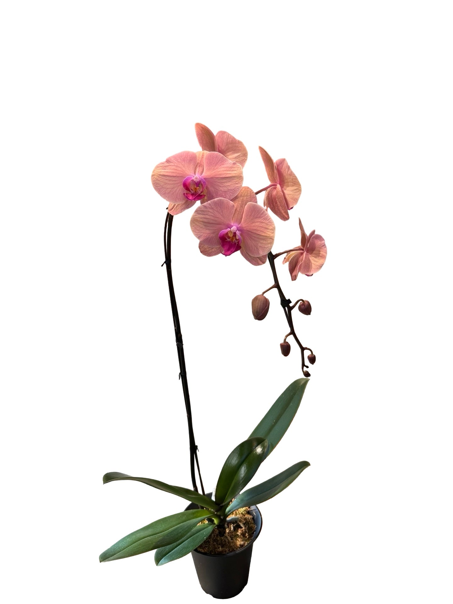 Orchids | 6“ Cascade Phalaenopsis