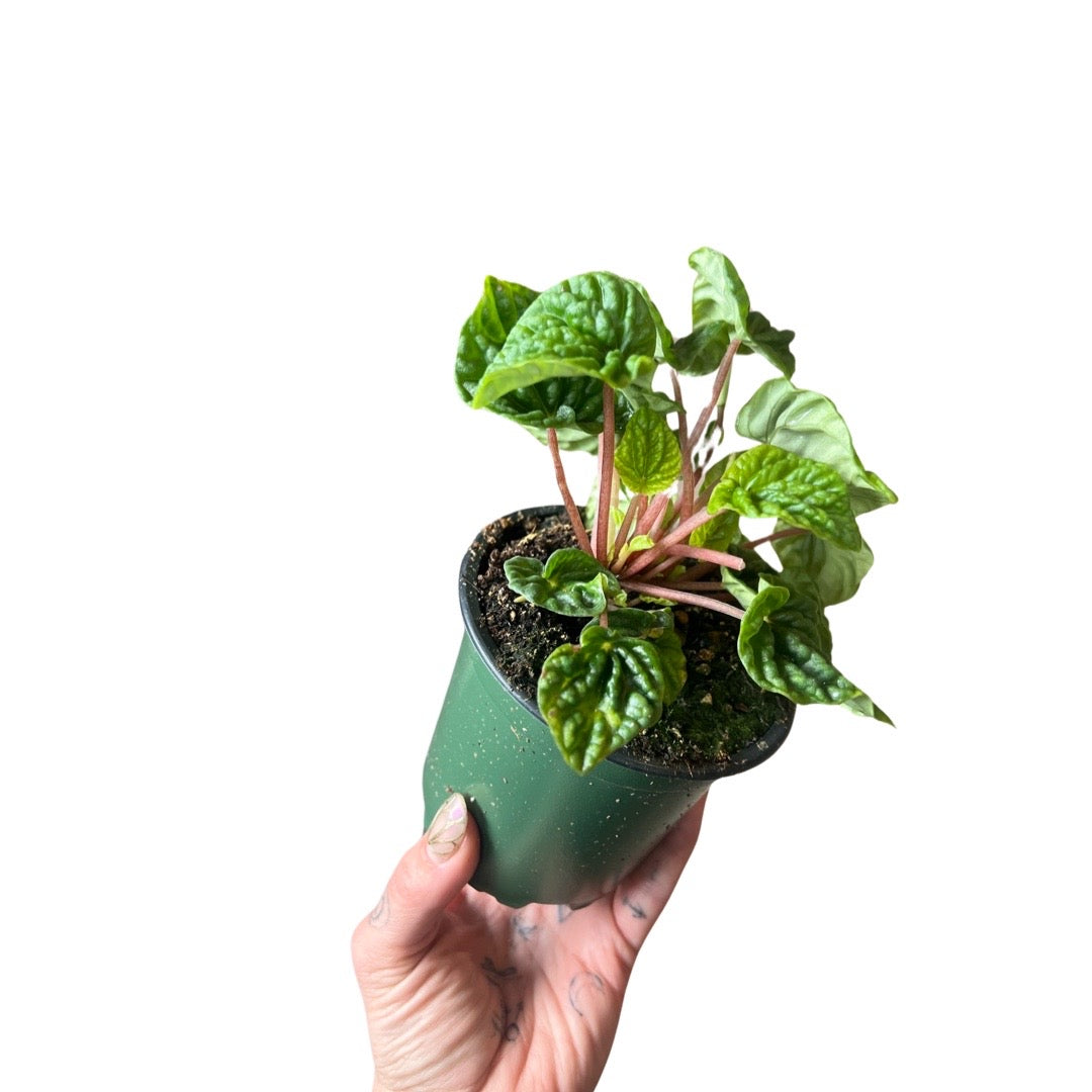 Peperomia | Ripple Emerald and Red