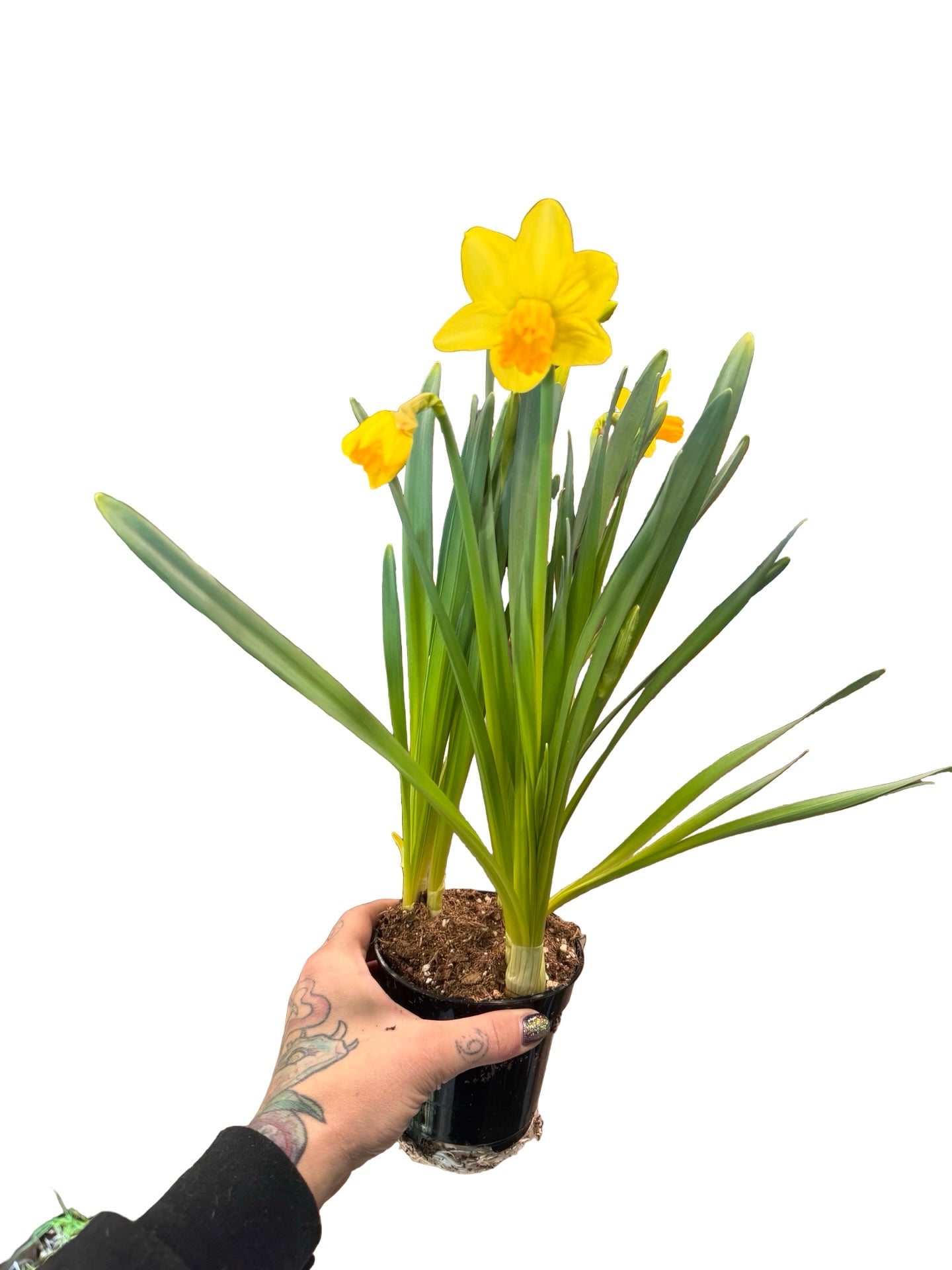 Daffodil Garden Seedling
