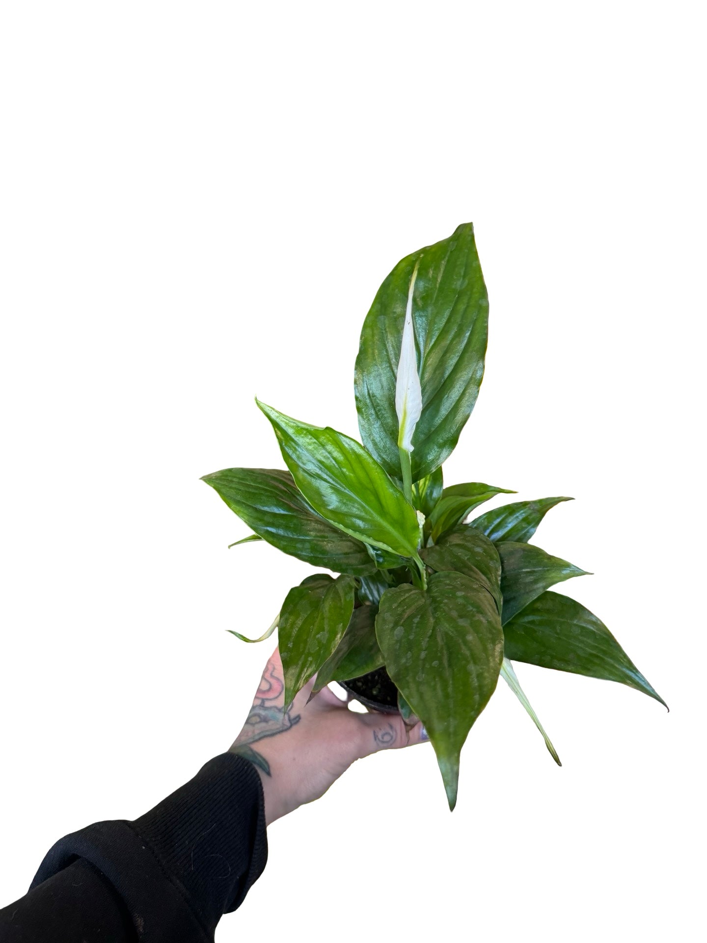 Peace Lily 4"