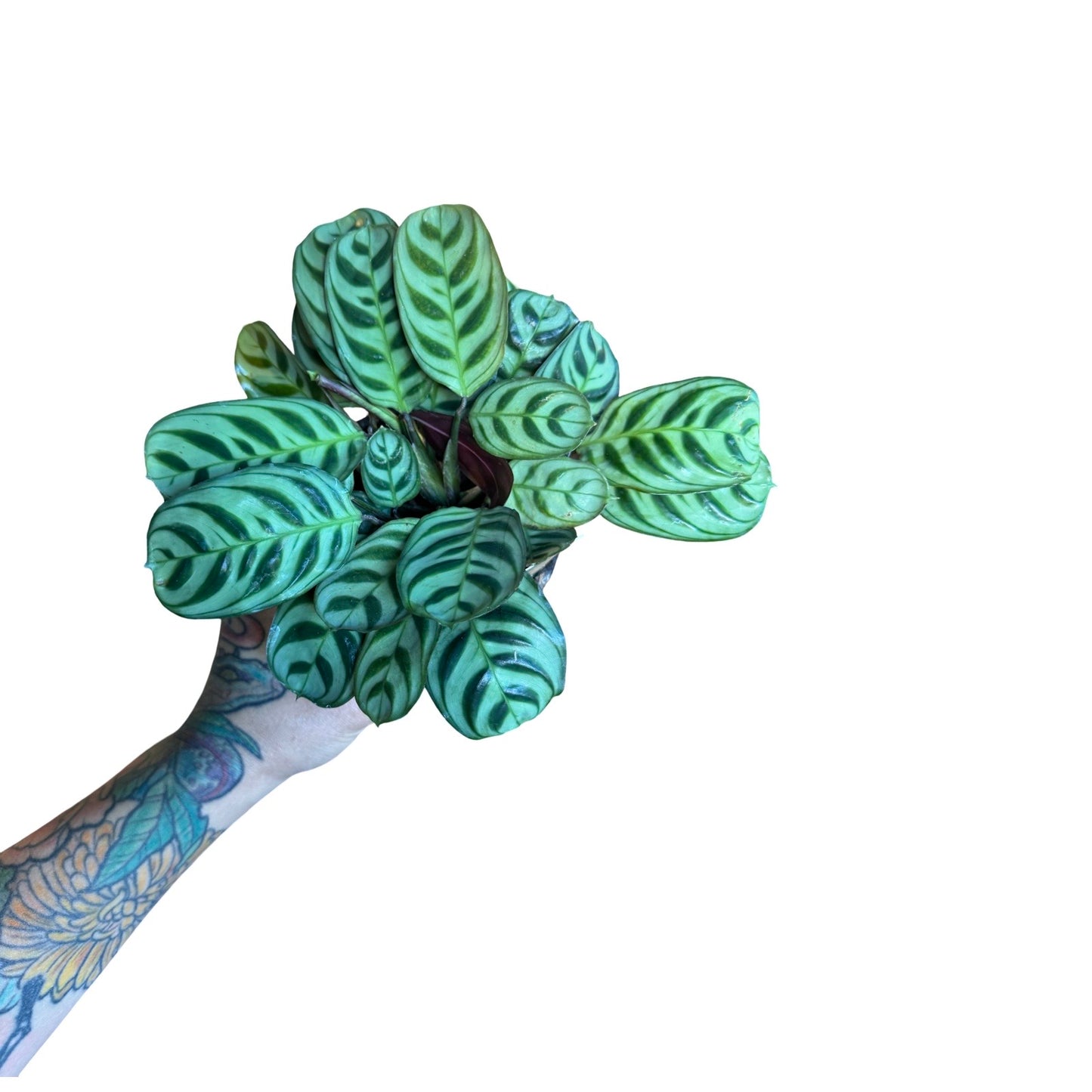 Ctenanthe | Burle Marxx