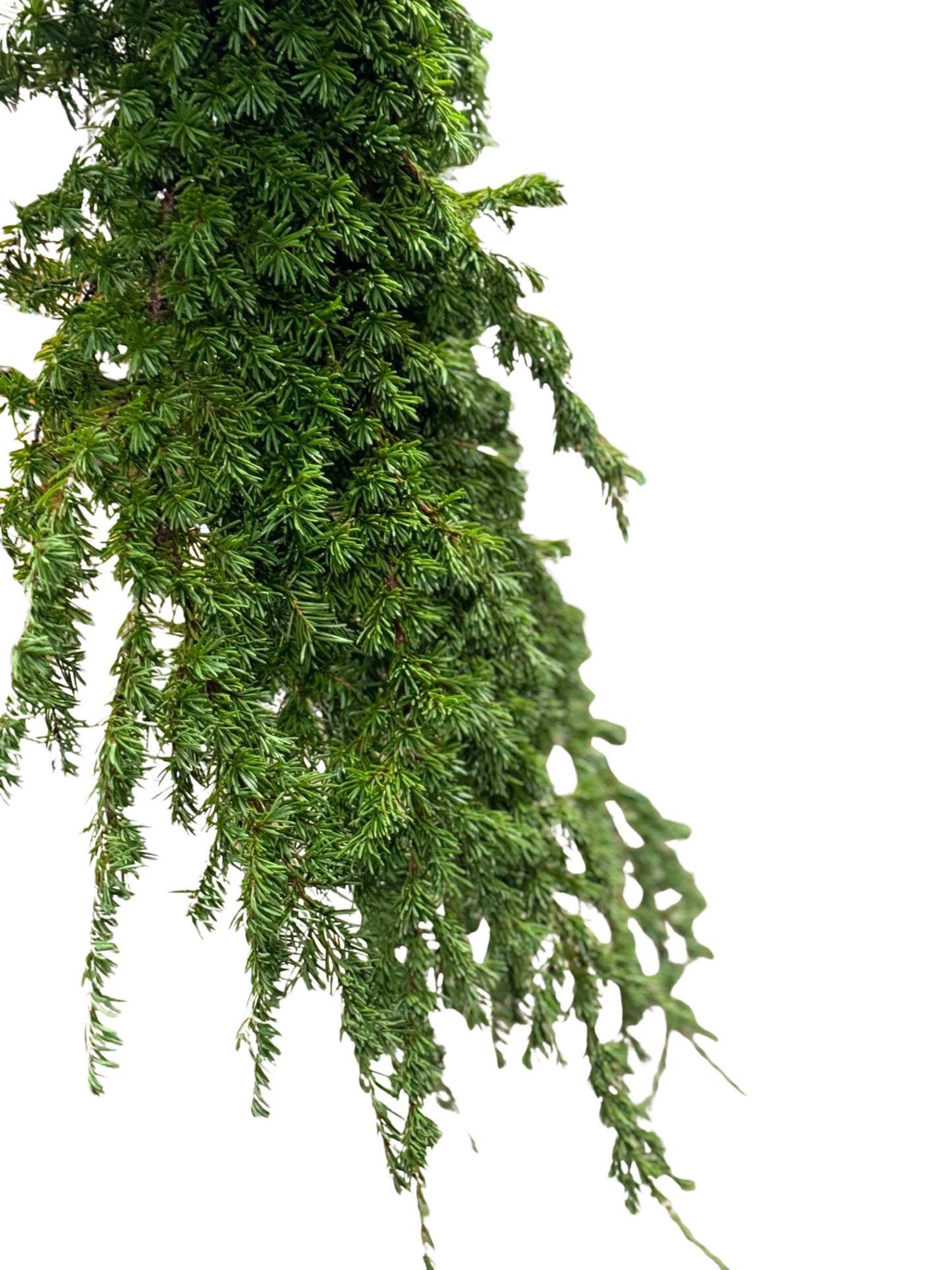 Hemlock | Fresh Winter Greens