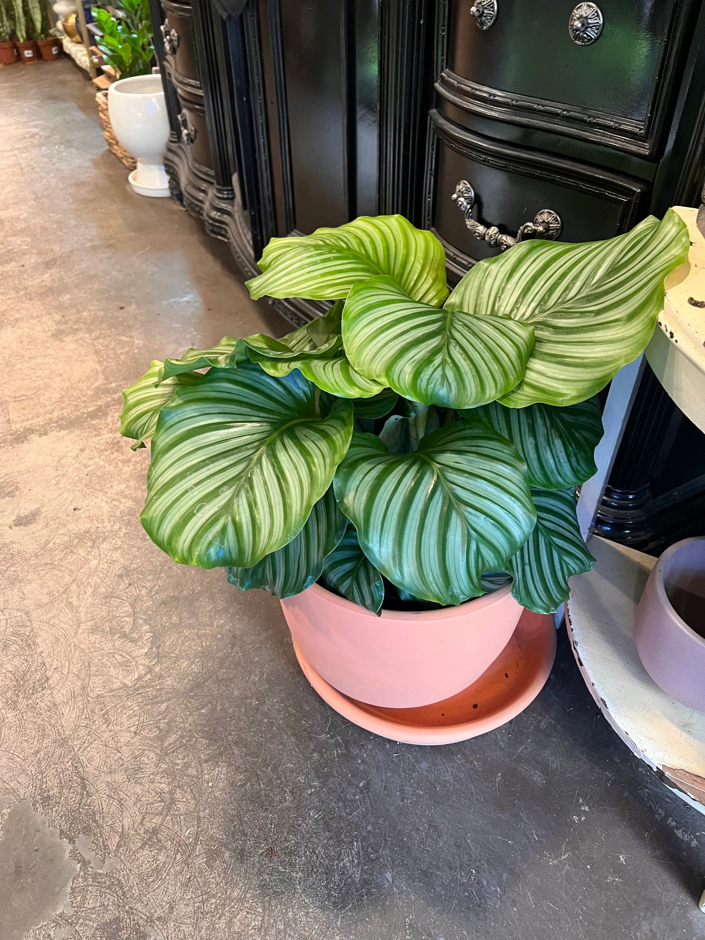 Calathea | Orbifolia