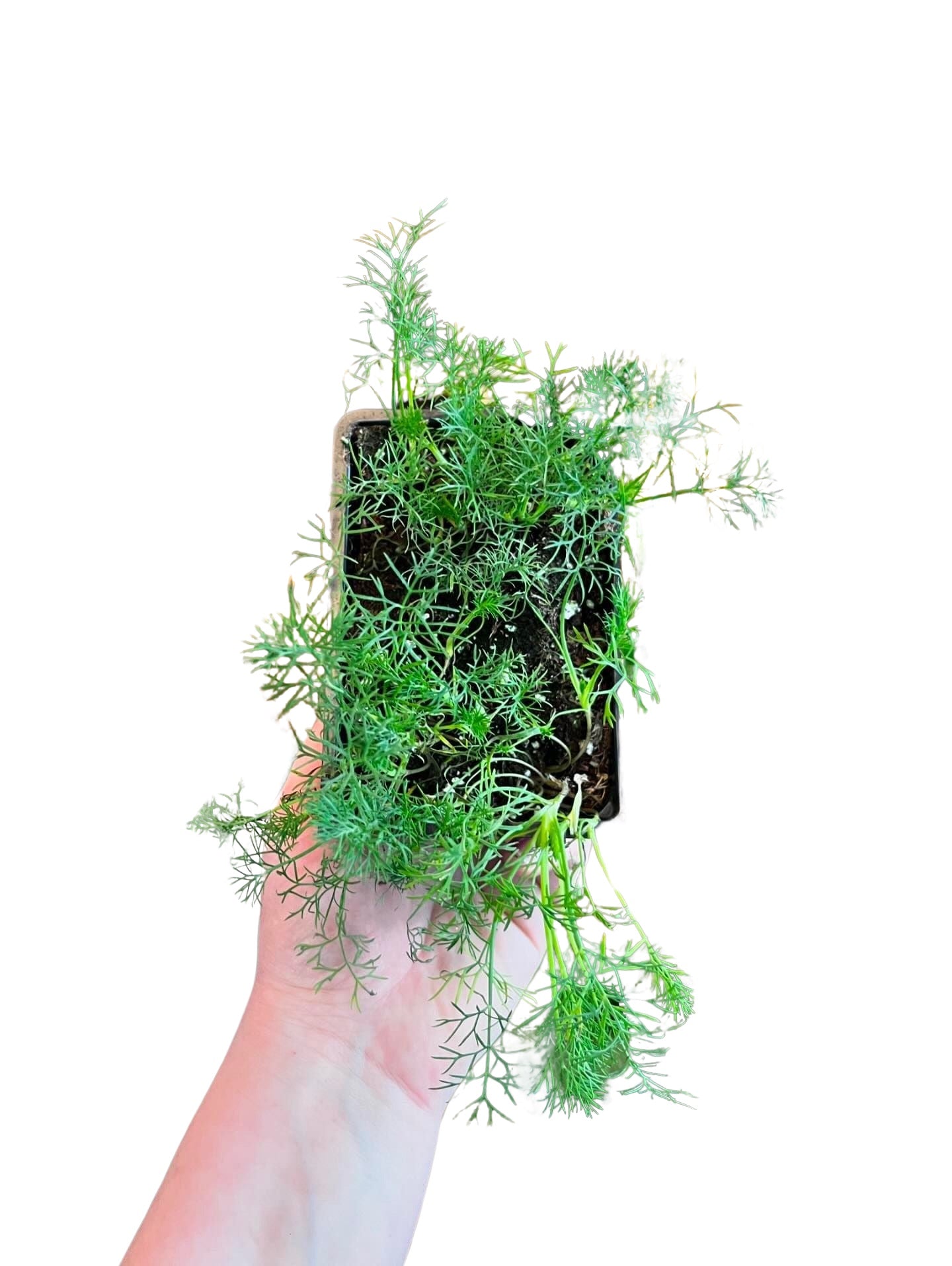 Dill | Garden Seedling