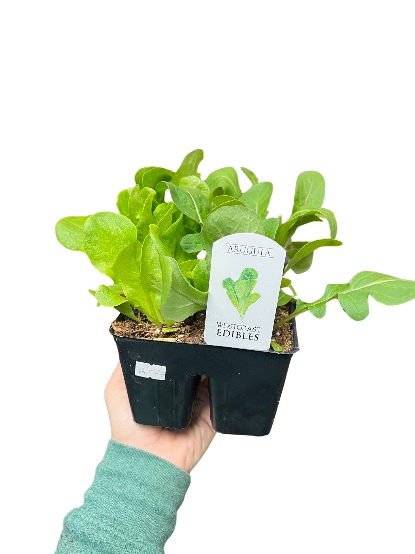 Lettuce | Garden Seedling