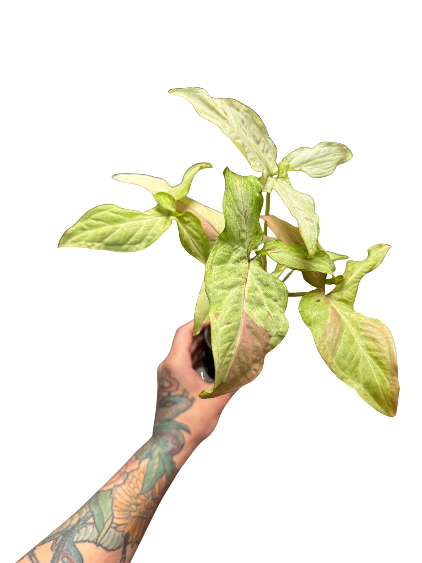 Syngonium | Pink Salmon