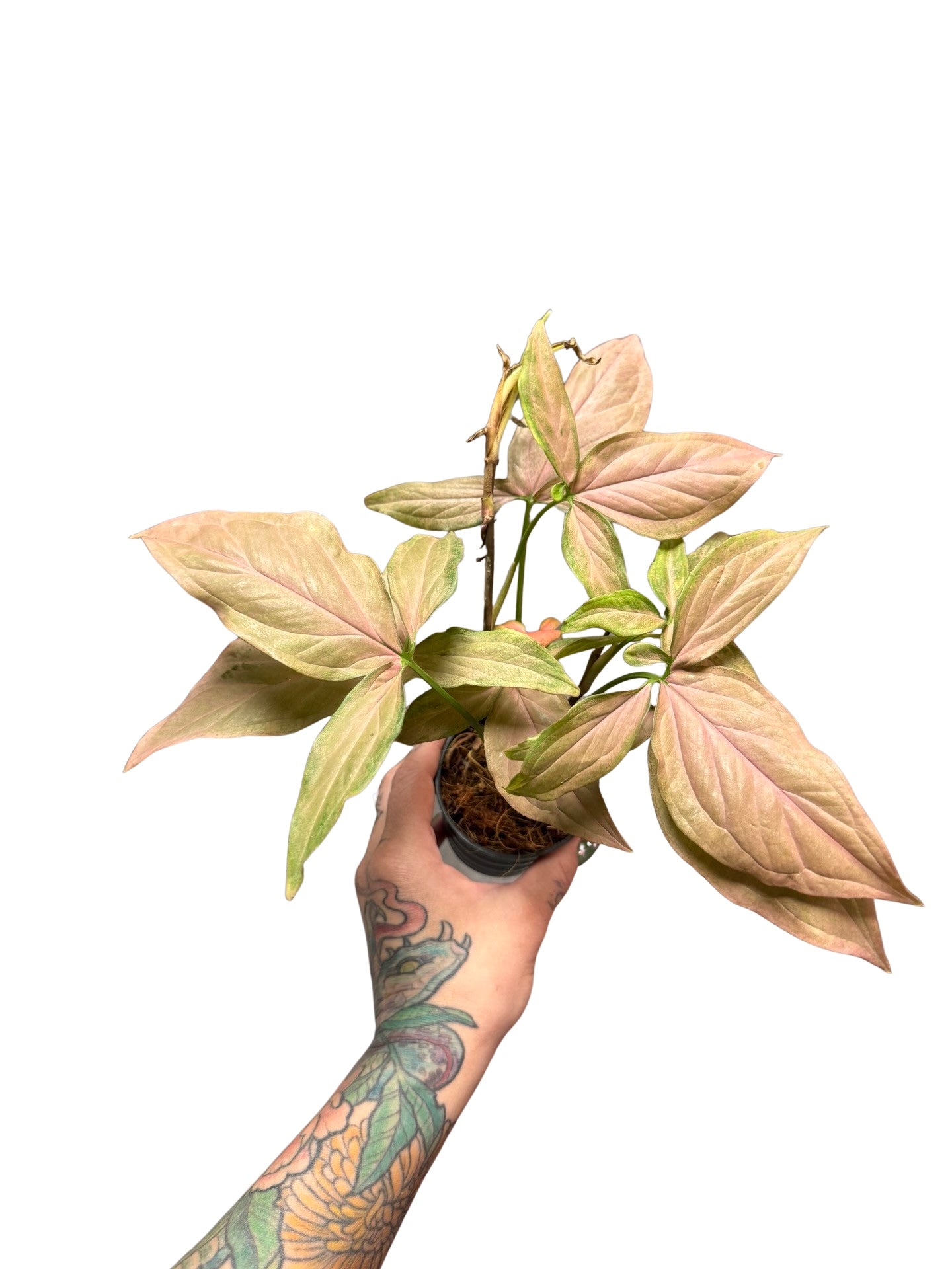 Syngonium | Pink Splash