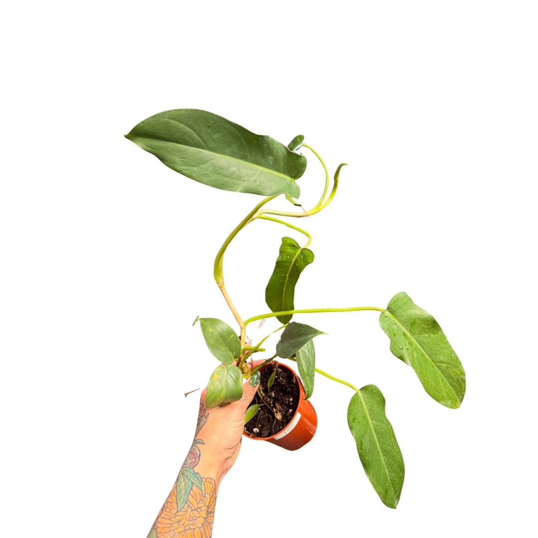 Philodendron | Jerry Horn