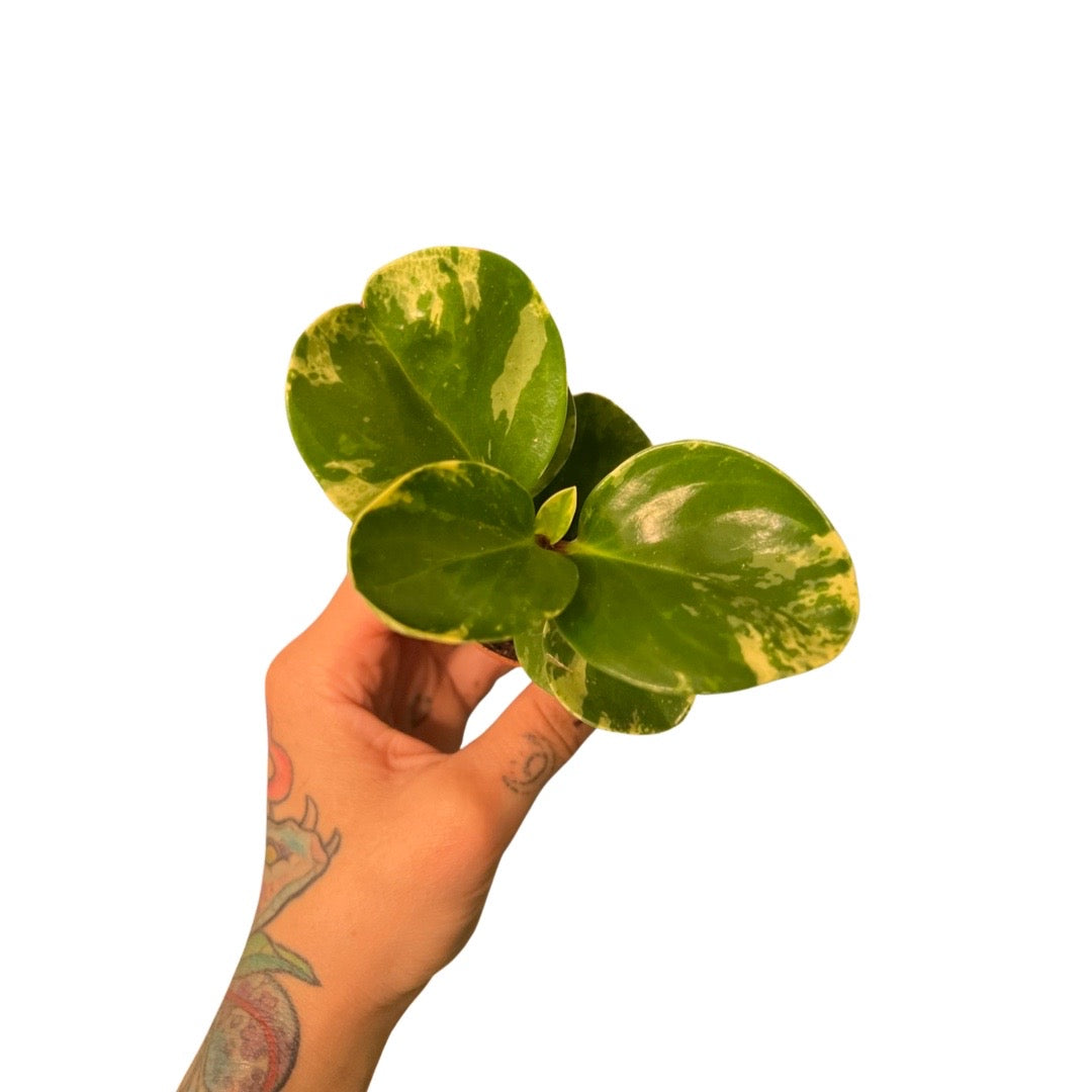 Peperomia | Obtusifolia Variegated