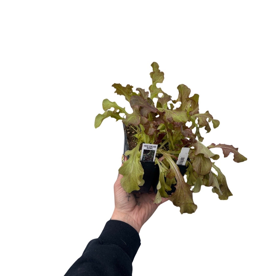 Lettuce | Garden Seedling