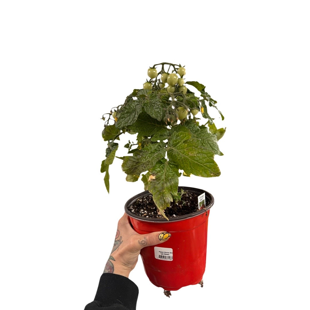 Tomato | Garden Seedling