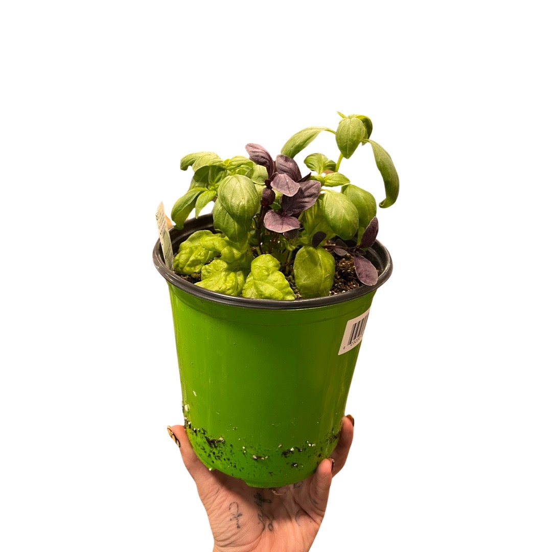 Basil | Garden Seedling