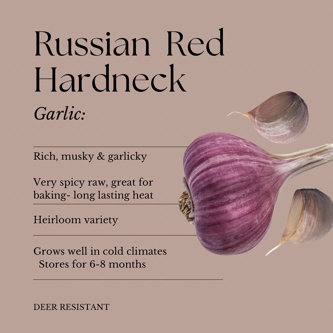 Garlic Botanist Farm| Russian Red 3pk