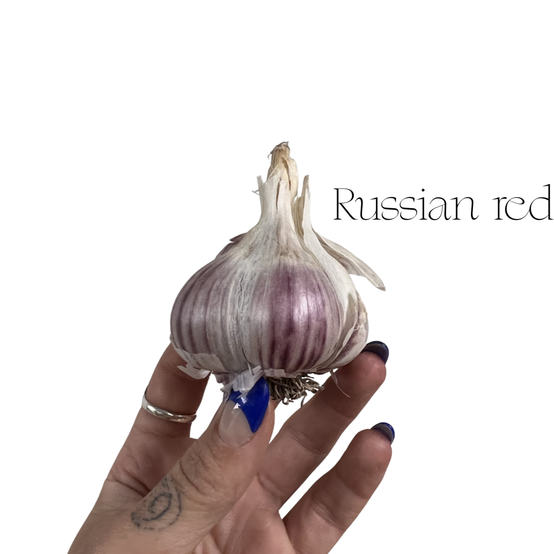 Garlic Botanist Farm| Russian Red 3pk