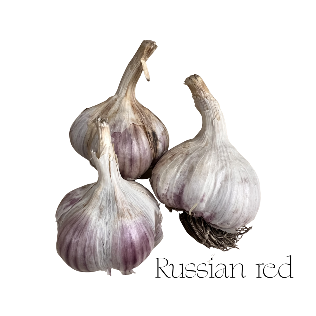 Garlic Botanist Farm| Russian Red 3pk