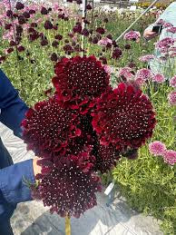 Scabiosa Scoop | Garden Seedling 6"