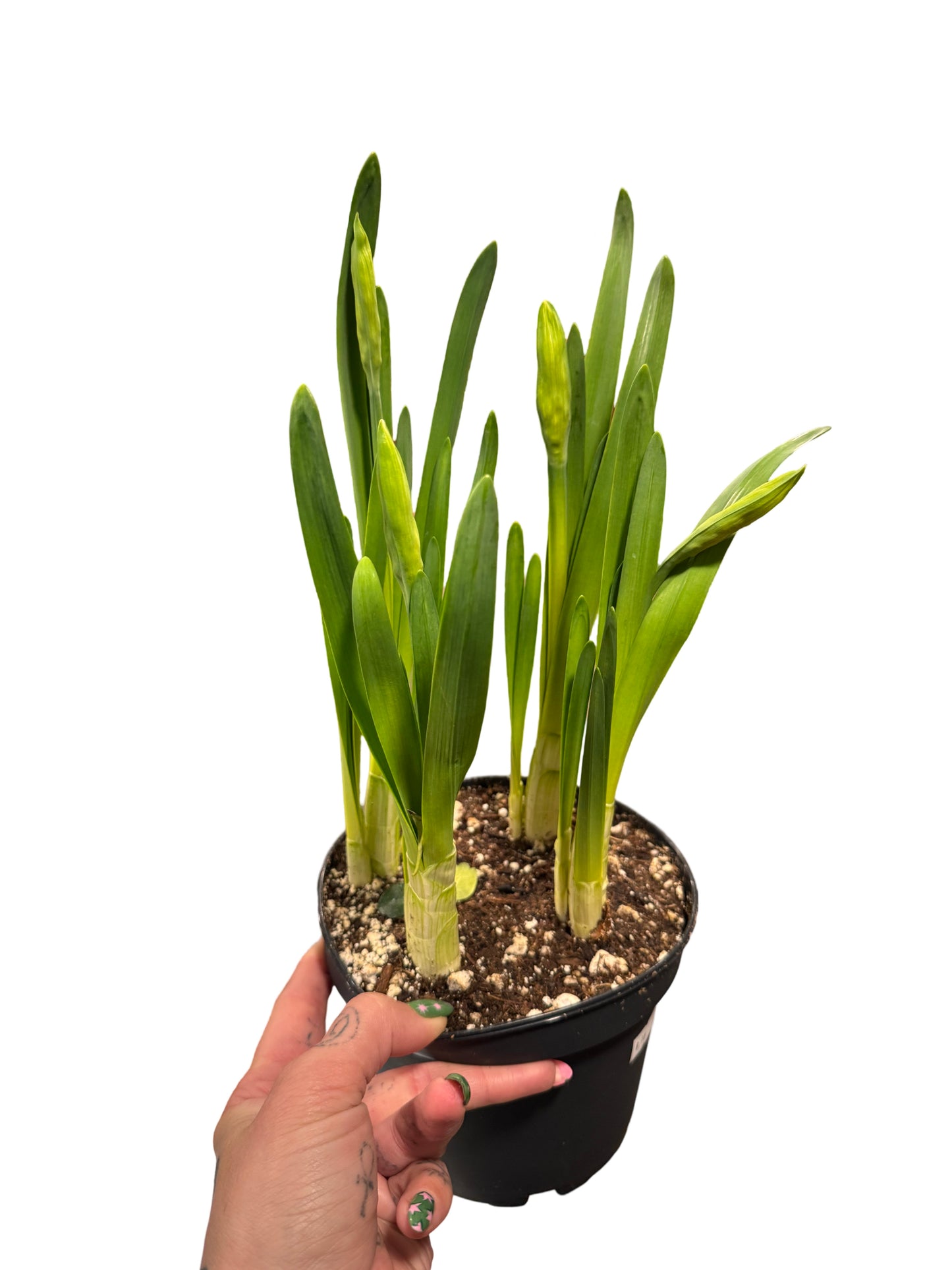 Narcissus | Paper White