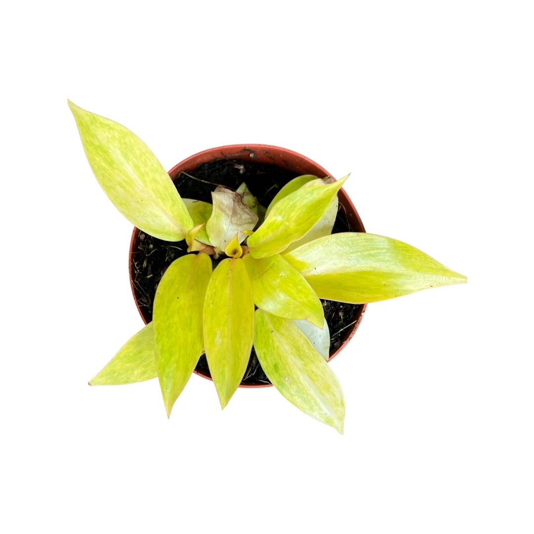Philodendron | Quad Colour