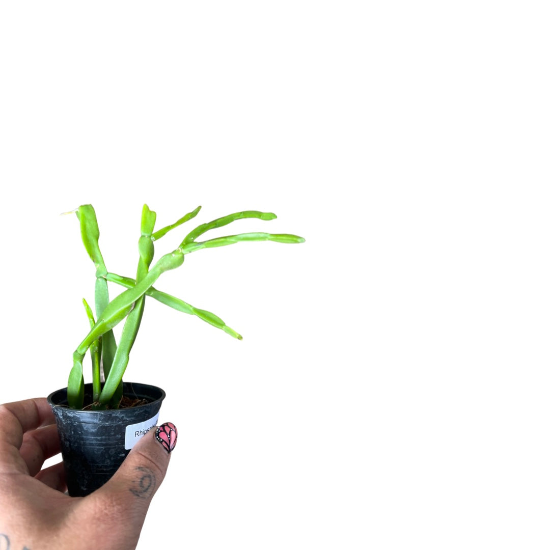 Rhipsalis | Paradoxa