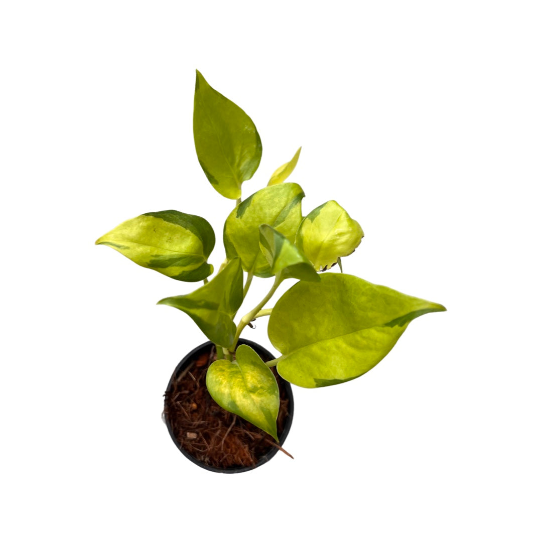 Pothos | Epiprenmum Aureum Neon Joy