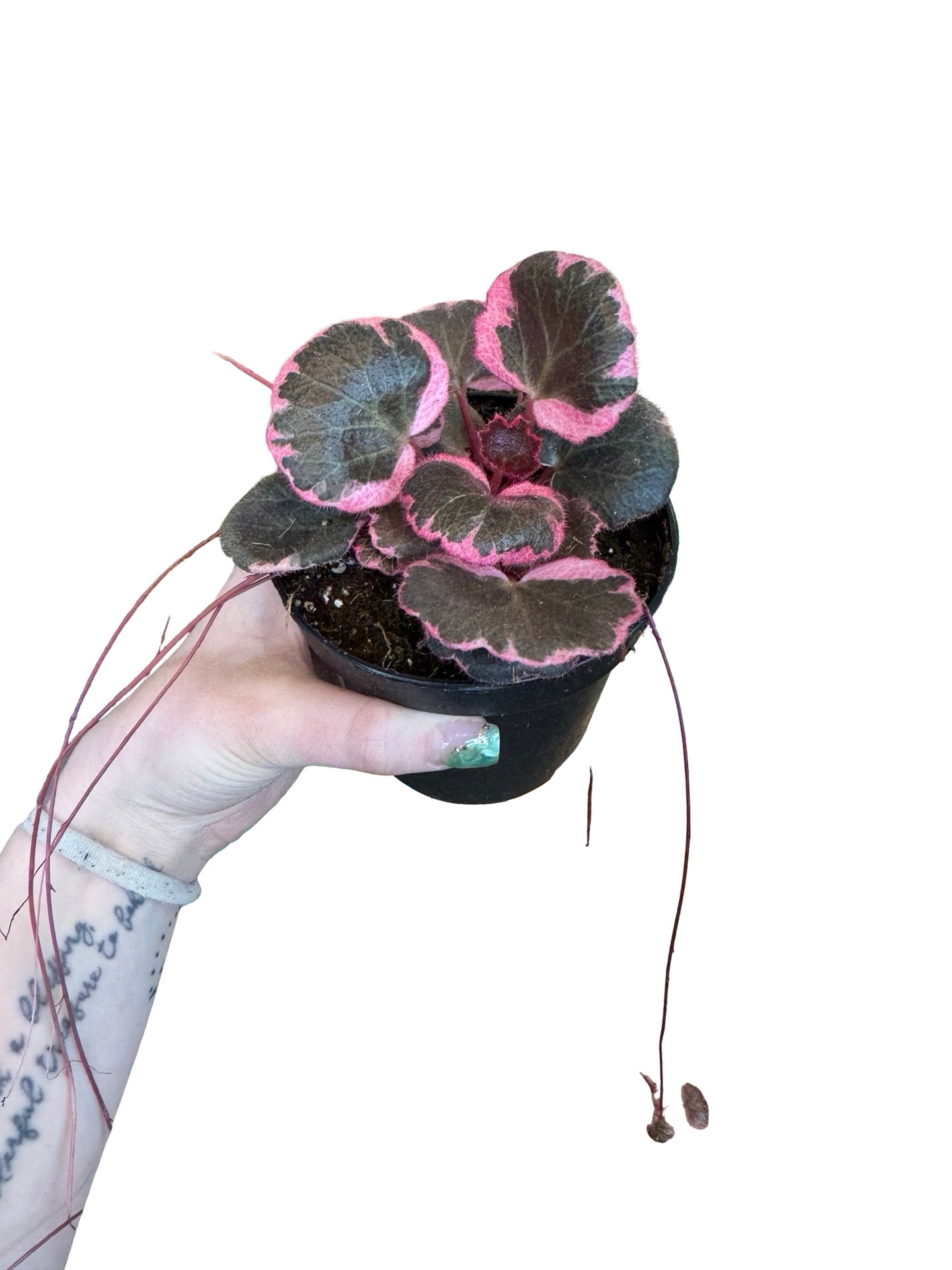 Begonia | Strawberry