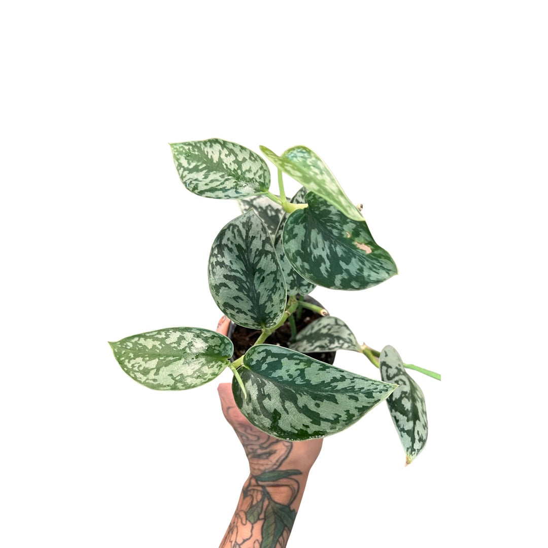 Pothos | * Rare* Scindapsus 'Silver Lady'