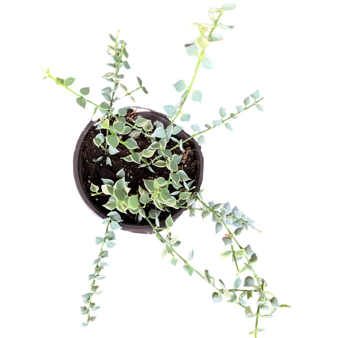 Dischidia | Ruscuifolia