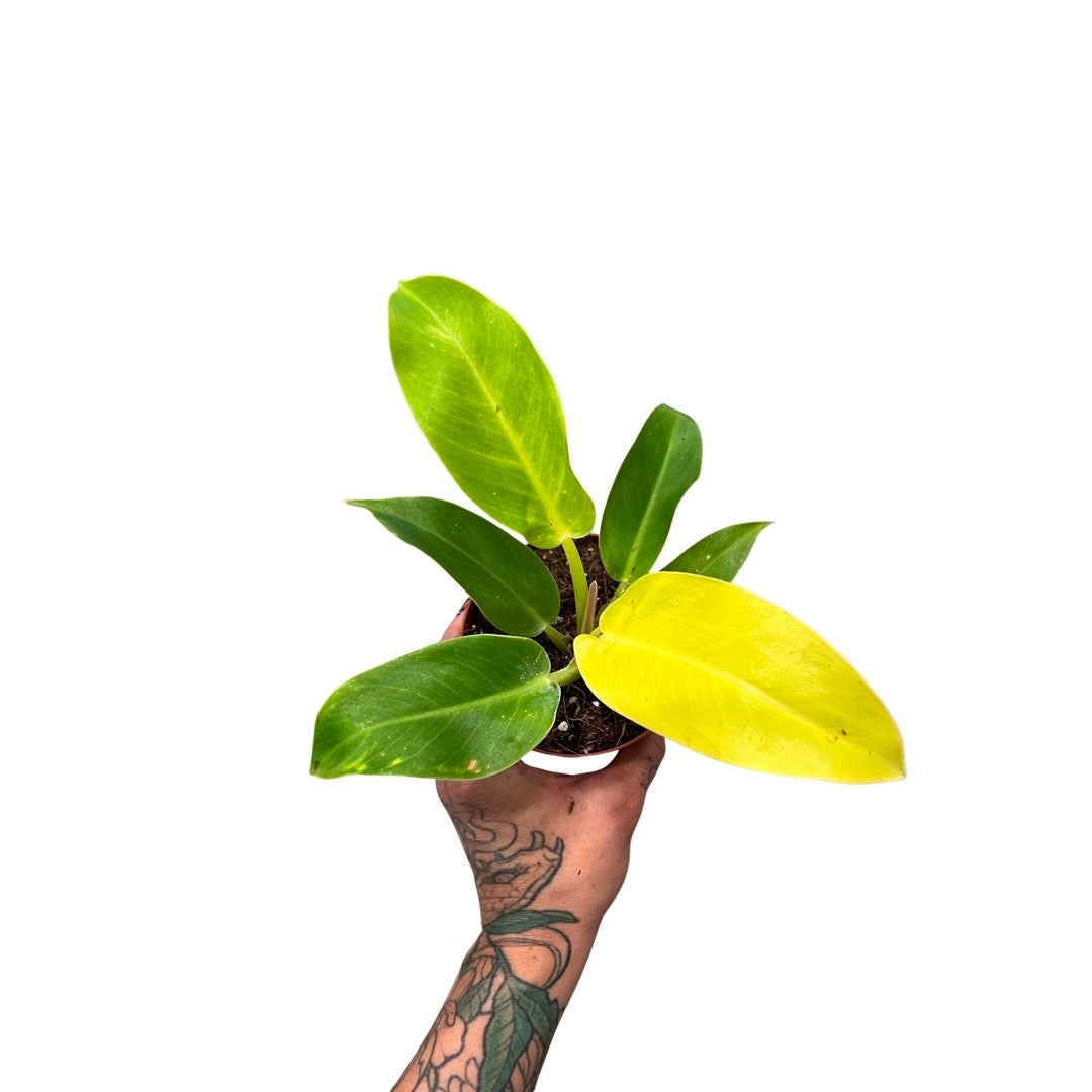 Philodendron | Moonlight